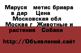 Маруся - метис бриара в дар! › Цена ­ 100 - Московская обл., Москва г. Животные и растения » Собаки   